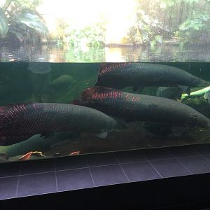 Arapaima