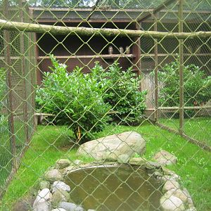 Vogelpark Niendorf - Great horned owl aviary