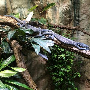 Blue tree monitor