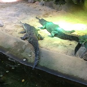 Indian gharial