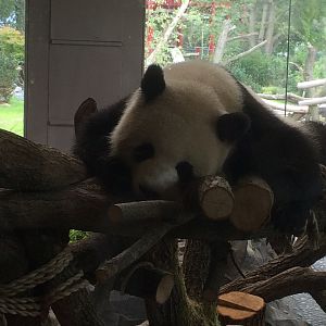 Giant panda