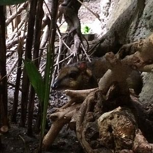 Lesser Malayan chevrotain
