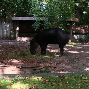 Baird's tapir