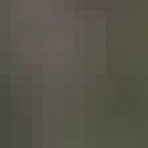 Sloth Bear & Corsac Fox