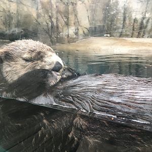 Meshik-Northern Sea Otter