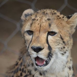 Acinonyx jubatus jubatus