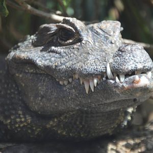 Osteolaemus tetraspis tetraspis