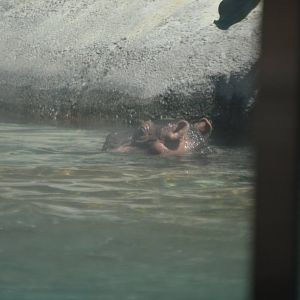 A few hour old Hippopotamus amphibius