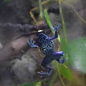 Dendrobates tinctorius
