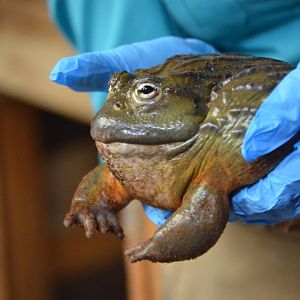 A quite confused Pyxicephalus adspersus