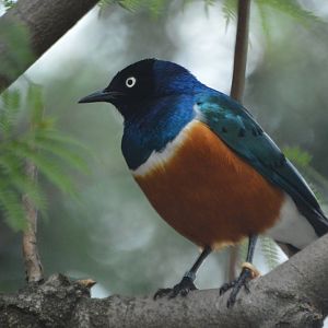 Lamprotornis superbus