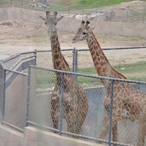 Giraffa camelopardalis tippelskirchi in quarantine