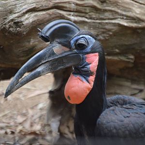 Bucorvus abyssinicus