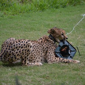 Acinonyx jubatus jubatus chewing the wrong object