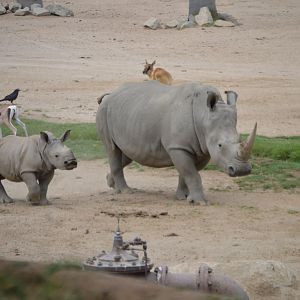 Mother and child Ceratotherium simum simum