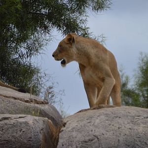 Panthera leo krugeri
