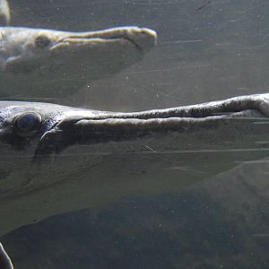 Atractosteus spatula