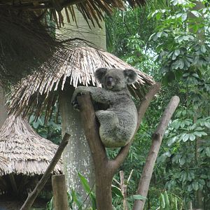 Koala