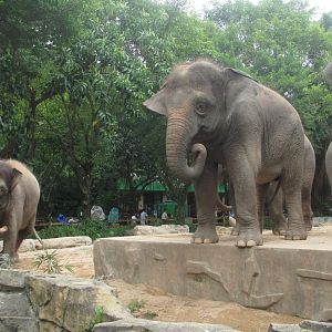 Borneo pygmy elephant