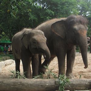 Borneo pygmy elephant