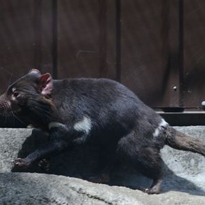 Tasmanian devil