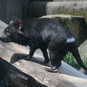 Tasmanian devil