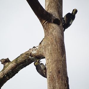 Golden-naped woodpecker