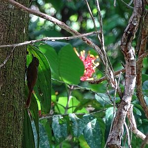 Wedge-billed woodcreeper