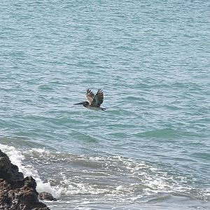 Brown Pelican