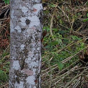 Streak-headed woodcreeper.