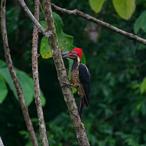 Lineated woodpecker (male)