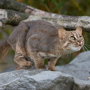 Rusty-spotted cat : Hamerton : 15 Oct 2017