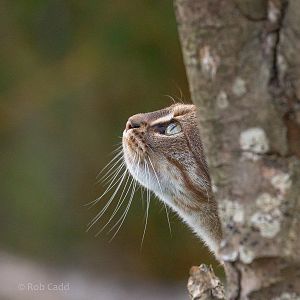 Rusty-spotted cat : Hamerton : 15 Oct 2017