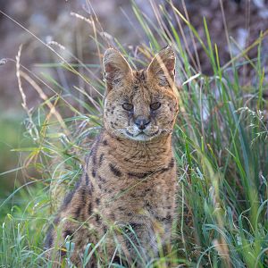 Serval : Hamerton : 15 Oct 2017