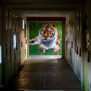 Tiger mural : Hamerton : 15 Oct 2017