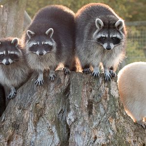 Northern raccoon : Hamerton : 15 Oct 2017