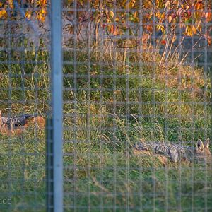 Black-backed jackal : Hamerton : 15 Oct 2017