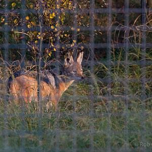 Black-backed jackal : Hamerton : 15 Oct 2017