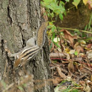 Beijing Swinhoe's striped squirrel (Tamiops swinhoei vestitus)