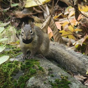 Chinese rock squirrel (Sciurotamias davidianus davidianus)