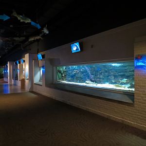 Aquarium - Interior