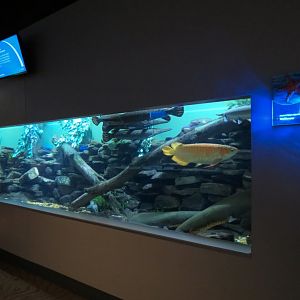 Aquarium - Interior
