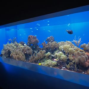 Aquarium - Interior