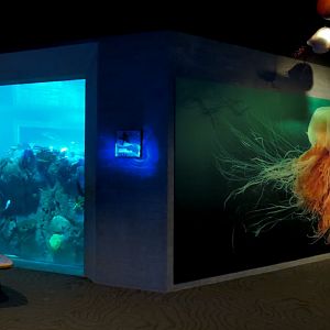 Aquarium - The Reef