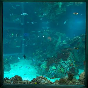 Aquarium - The Reef