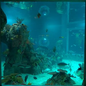 Aquarium - The Reef