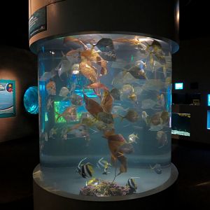 Aquarium - Lookdown Exhibit