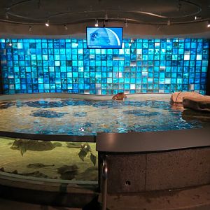 Aquarium - Touch Tank