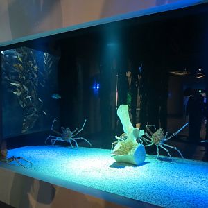 Aquarium - Japanese Spider Crab Exhibit