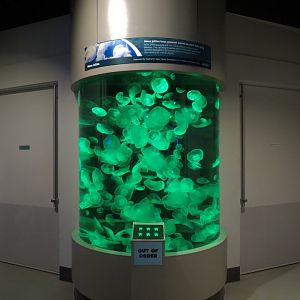 Aquarium - Moon Jelly Exhibit